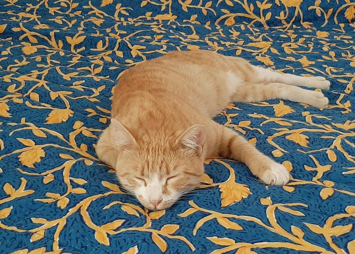 תמונה של גין