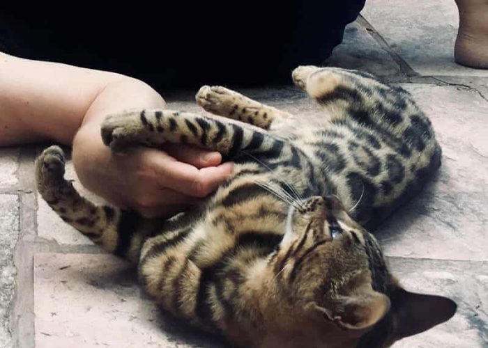 תקשורת טלפתית עם חתולים