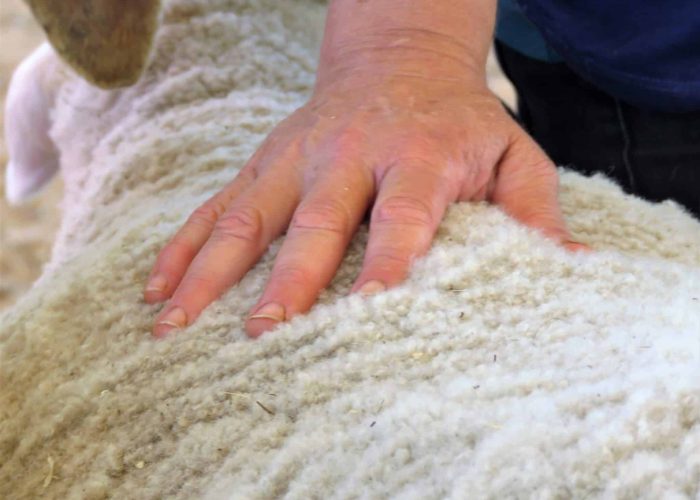 כבשה שהסכימה שילטפו אותה - בלוג המרכז ללימוד תקשורת עם בעלי חיים