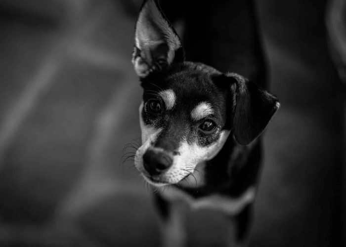 קיקי נעלמה, אולי את יכולה לעזור לי? - בלוג - תקשורת עם בעלי חיים