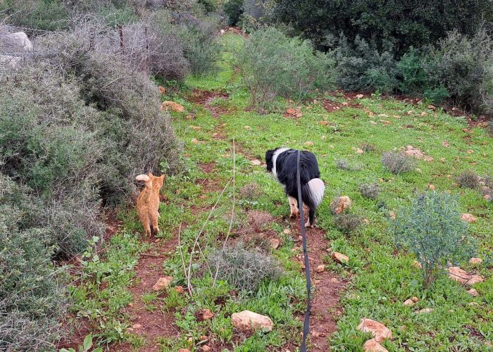 גיפסי ואפי בטיול