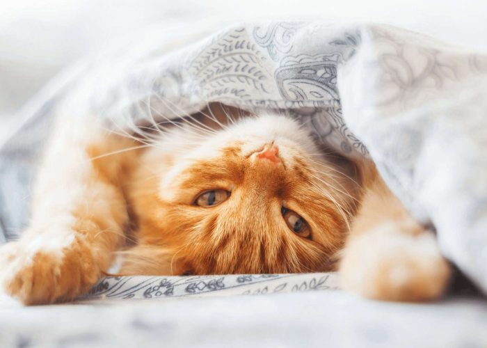 תמונה לסיפור נורית - מגזין