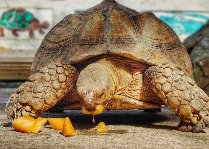 ברג'ית הצבה-תמונה לבלוג
