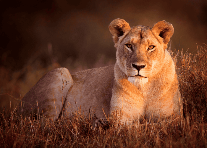 מתנה מלביאה