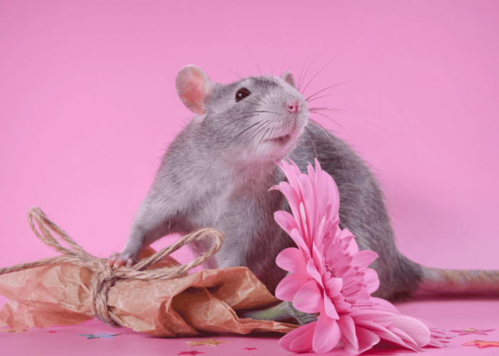 ,nubv ak juksv go pre