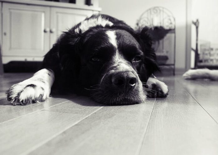 כלב שמבין את המצב ומחליט להתחשב - בלוג - המרכז לתקשורת עם בעלי החיים