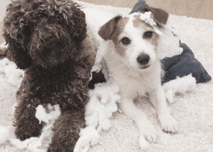 כלבים הורסים את הבית