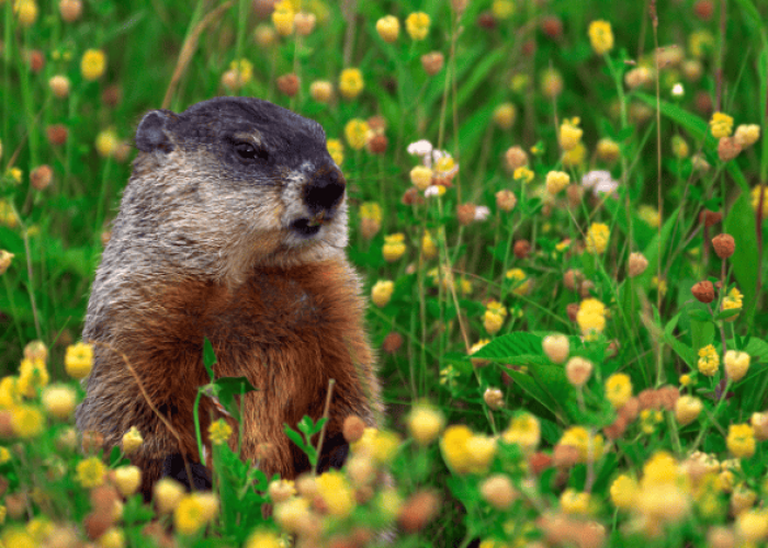 מה רוצה להתגשם דרכי (5)