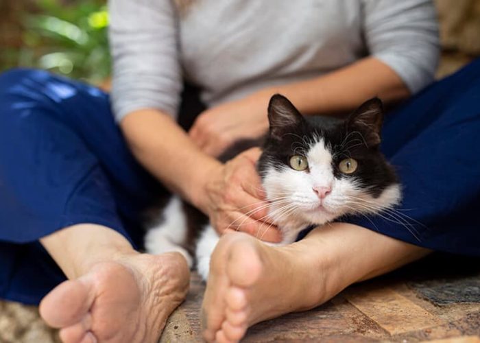 תקשורת טלפתית עם חתולים