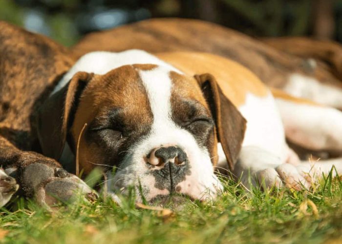 פרידה מכלב, פרידה מחתול, איך להיפרד מכלב