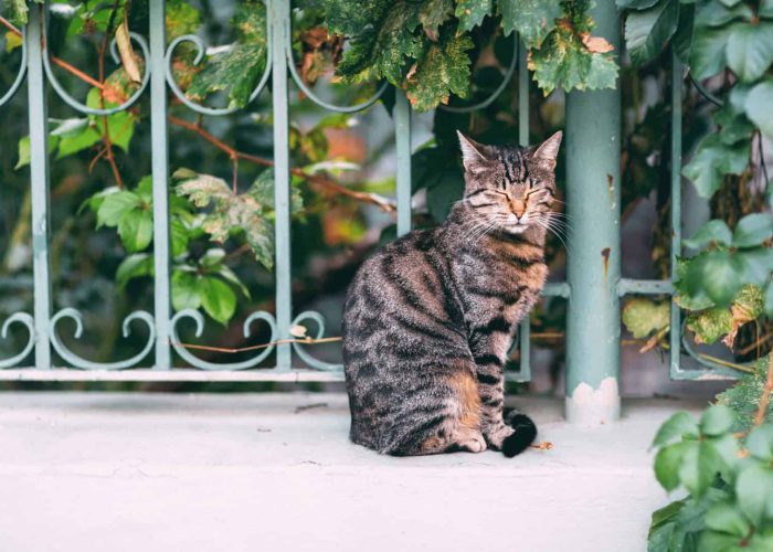 תמונה לסיפור של נסטיה - מגזין