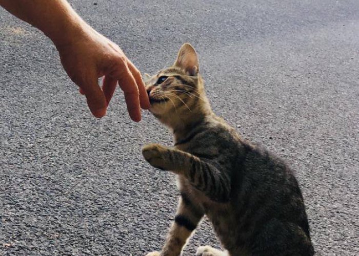איך קובעים פגישה עם חתולת רחוב? - בלוג - המרכז לתקשורת עם בעלי החיים