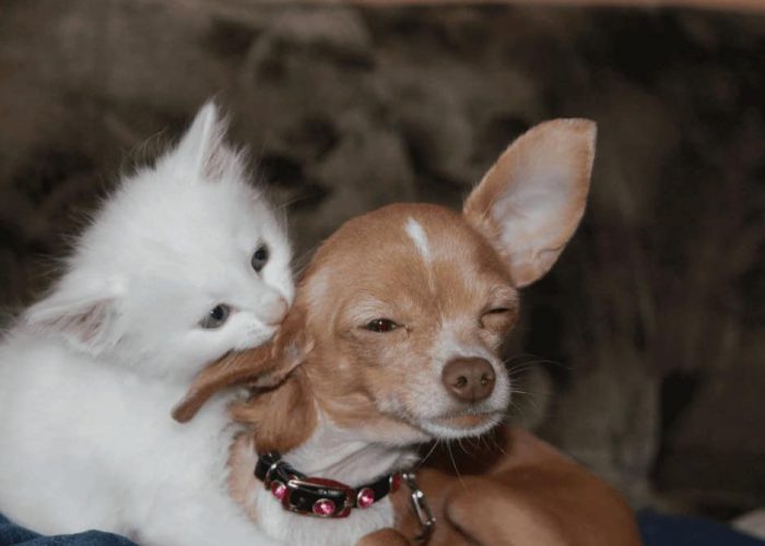 חתול וכלב יחד