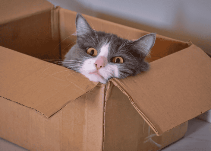 חתול בארגז
