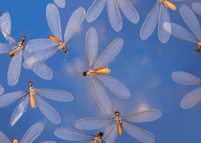 צילום טרמייטים