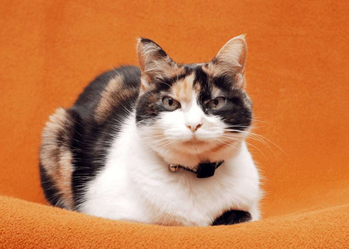 תקשורת טלפתית עם חתולים