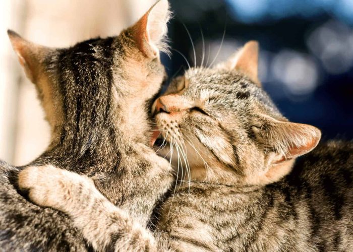 תמונות לבלוג