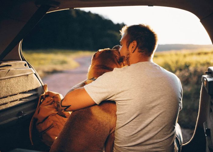 כלב לא רגוע, כלב מבולבל