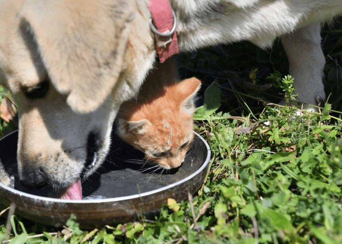 תזונת בעלי חיים, תקשורת טלפתית