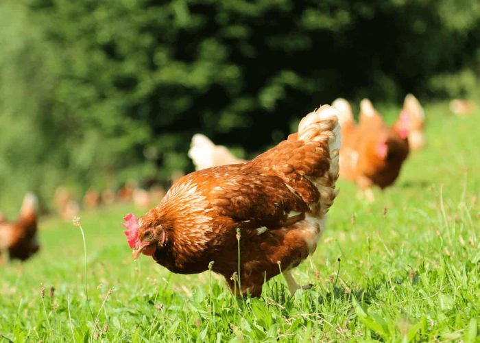 תמונות למגזין