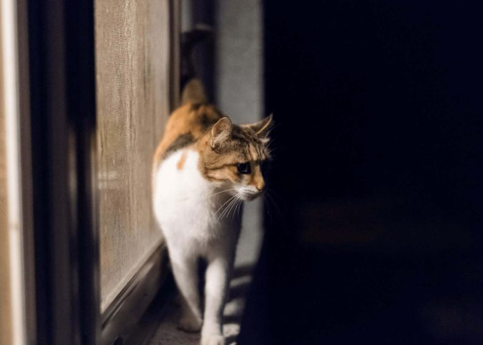 תמונות לבלוג